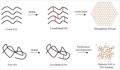 交联 VS 非交联透明质酸.jpg